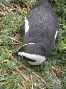SA2382 Nesting Penguin 1