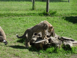SA2685 Cheetah Cubs Best