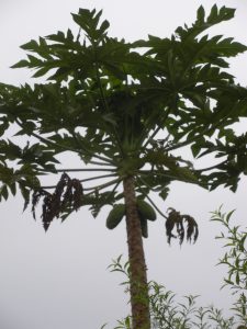 Uganda 025 Jack Fruit Tree