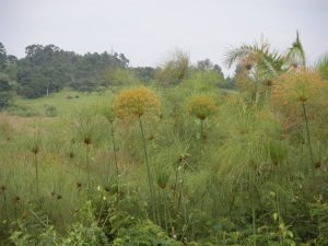 Uganda 037 Papyrus in Bloom