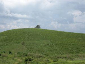 Uganda 064 Hill of Tea