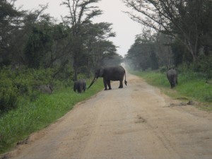 Uganda 156a Elephants on Road