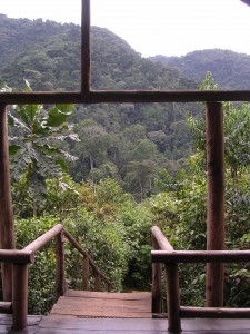 Uganda 95a Rainforest View